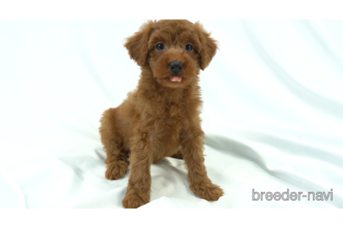 成約済の東京都のトイプードル-154180